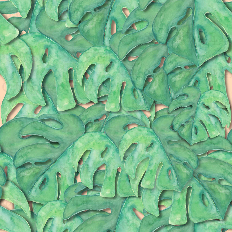 Monstera